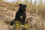 STAFFIE 320